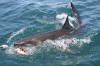 Great White Shark Surfacing 