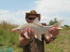 Orange River Mudfish