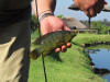 Beautiful Banded Tilapia caught on a curly tail