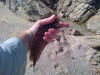 Super Klipfish caught at Kleinemonde