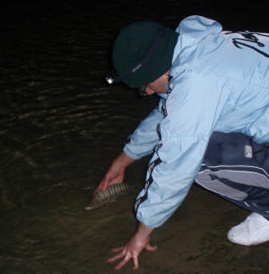 Gareth Roocroft releasing a Sand Steenbras