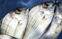 Cape Stumpnose - Fish The Sea Research