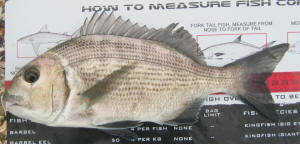 Measuring a white musselcracker