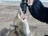 St. Joseph Shark (Elephantfish) caught in Namibia