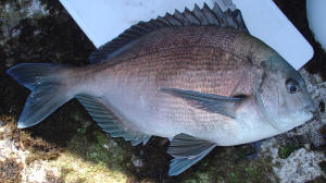 How to catch a Bronze Bream