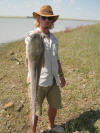 Good Size Sharptooth Catfish - Barbel