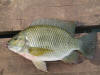 Red Breast Tilapia (Jozini Bream species)