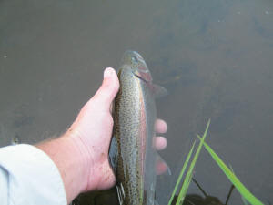 Rainbow Trout hen in spawn