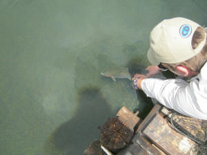 Releasing a Rainbow Trout in lake Coleridge