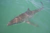 Great White Shark Underwater In gaansbai