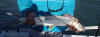 Close up of a South African Skipjack (Springer)
