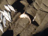 Eeltail Barbel (Catfish) with some Shad caught by the locals in the Transkei