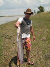 Healthy Vaal Dam Barbel