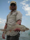 Large Orange River Vaal Dam Mudfish