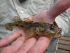 Jozini Lake fish species - tank goby