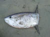 Slender Sunfish (Trunkfish, Mola)