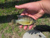 Vlei Kurper (Banded Tilapia)