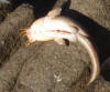 Close up of an Eel Barbel (Catfish) kept for the pot