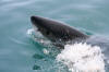 Breaching South African great White Shark