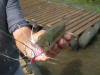 Jozini Tigerfish takes a fly