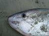 Slender Sunfish in South Africa washed up on beach
