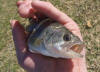 Largemouth Bass Juvenile