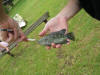 Dark Female Red Breast Tilapia Caught On A Halco Laser Pro