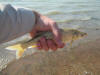 Vaal Dam Small Mouth Yellow Fish Geelvis