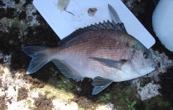 5 year old 37cm bronze bream