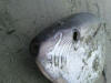 Slender Sunfish washed up off Cape Town