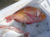 Red Roman caught offshore Eastern Cape