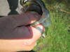 Largemouth Bass caught on fluke