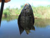 Very dark Vlei Kurper (Banded Tilapia)