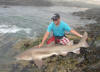 98kilogram Ragged Tooth Shark caught by Stephan Fuchsloch