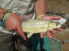 Large Beautiful Smallmouth Yellowfish