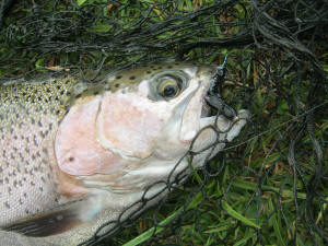 Beautiful Rainbow Trout Dullstroom