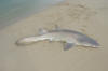 Small Ragged Tooth Shark caught in the Kariega River