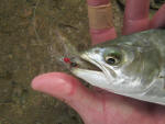 Garrick caught on a clouser Minnow