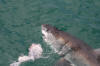 Gaansbai South Africa Great White Shark