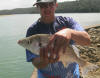 2.2kg Spotted Grunter caught by Jason McIntosh