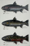 Gavin Erwin Fish Art - Trout Species