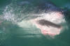 Great White Shark coming out of the water