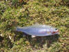 Rainbow Trout caught on an orange woolly bugger