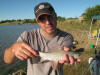 Beautiful Juvenile Mudfish (Modderbek)