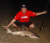 Small Ragged Tooth (Grey Nurse) Shark