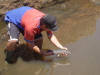 Handling Rainbow Trout