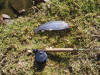 Rainbow Trout caught on a fast retrieve