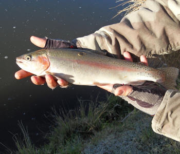 Beautiful south african rainbow trout