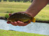 Banded Tilapia (Vlei Kurper) caught on fly