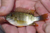 Red Breast Tilapia